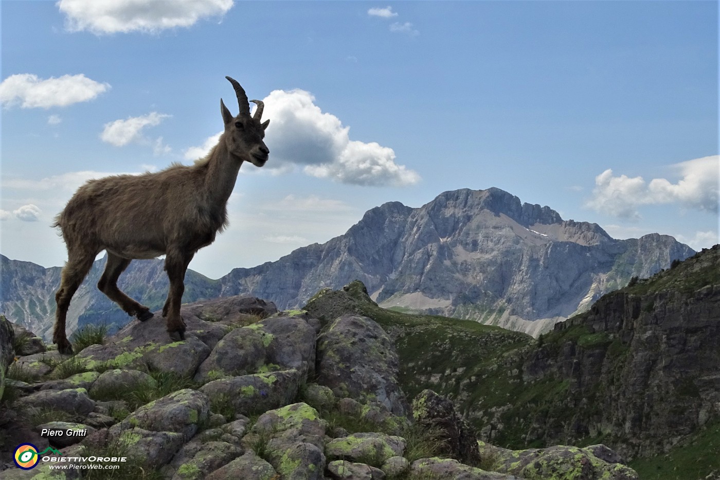 58 Dal Passo Laghi Gmelli stambecco con sullo sfondo l'Arera.JPG